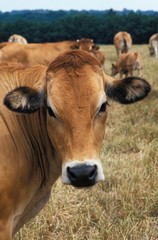 Parthenaise Cow, a French Cattle Breed