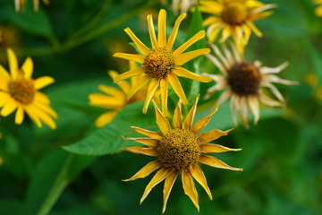 Closeup flower in a botanical garden