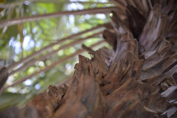 Brown tree trunk and another trees in the background