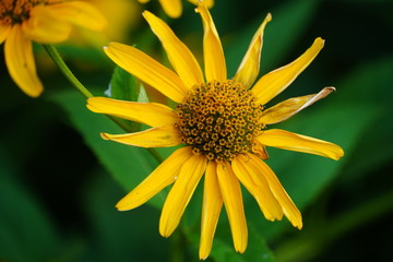 Closeup flower in a botanical garden