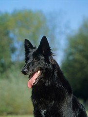 Belgian Shepherd Dog Groenendael, Portrait of Dog with tongue out