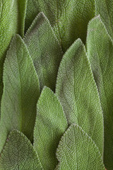 Green sage leaves macro close up shot