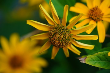 Closeup flower in a botanical garden