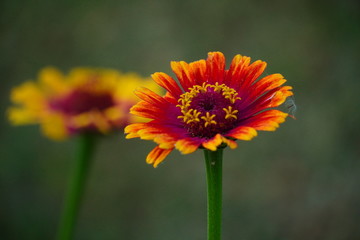 Closeup flower in a botanical garden