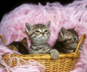 Fototapeta na wymiar Brown Tabby Domestic Cat, Kittens playing in Basket with Wool