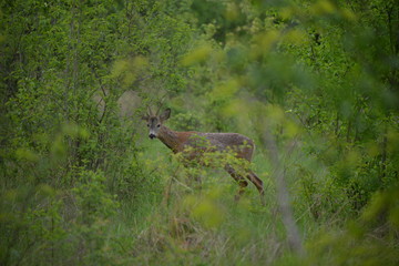 Capreolus capreolus on the glade with green bushes