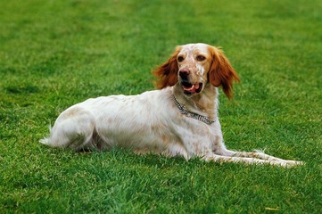 English Setter Dog standing on Grass