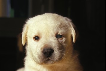 Yellow Labrador Retriever, Portrait of Pup