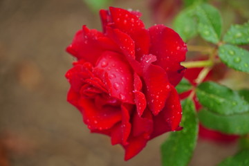 Macro photo ofa beautiful red rose with rain drops on it