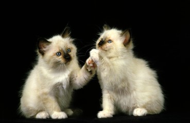 Birmanese Domestic Cat, Kitten playing against Black Background
