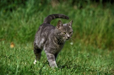 Naklejka na ściany i meble Domestic Cat standing on Grass