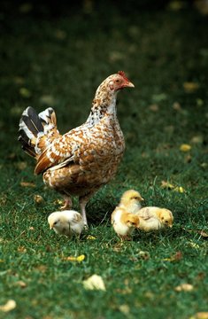 Domestic Chicken, Hen and Chicks