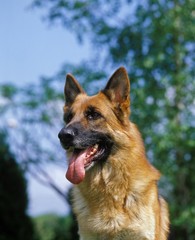 German Shepherd Dog, Portrait with Tongue out
