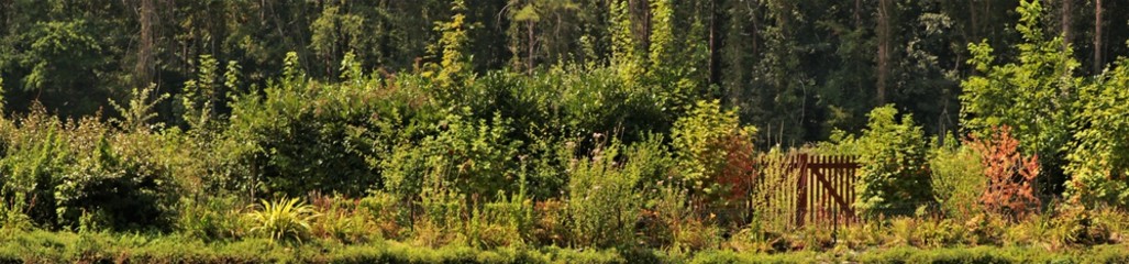 Obraz premium buissons