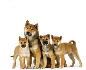 Shiba Inu Dog, Mother and Puppies against White Background