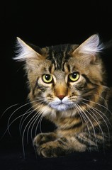 Brown Tabby Maine Coon Domestic Cat, Portrait