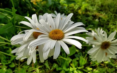 Fototapeta premium White-yellow chamomile flowers close-up in the natural environment of a green summer meadow.