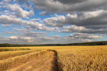 поле с пшеницой 
