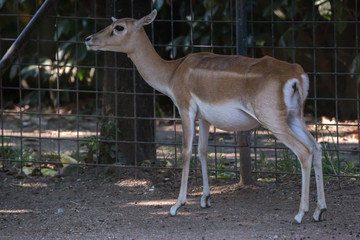 Blackbuck antilope cervicapra indian antelope female standing near a wire fence side view