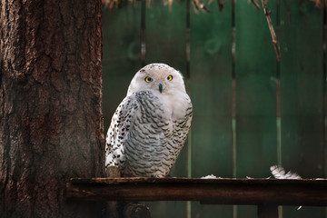 White owl sitting on a tree branch