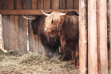 Cute fluffy scottish cows resting in a zoo