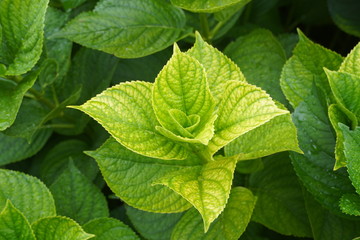 Beautiful flower in a botanical garden 