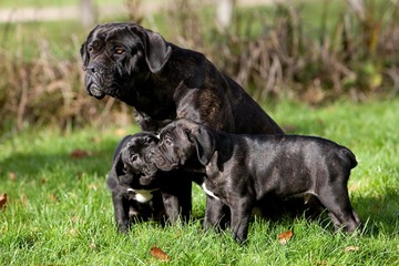 Cane Corso, a Dog Breed from Italie, Mother and Puppies on Grass