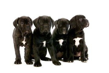 Cane Corso, a Dog Breed from Italie, Puppies against White Background