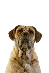 Cane Corso, a Dog Breed from Italie, Portrait of Dog against White Background