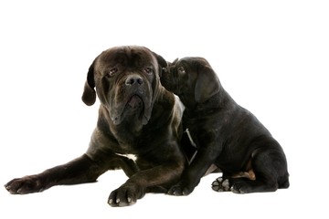 Cane Corso, a Dog Breed from Italie, Mother and Pup against White Background