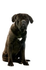 Cane Corso, a Dog Breed from Italie, Dog against White Background