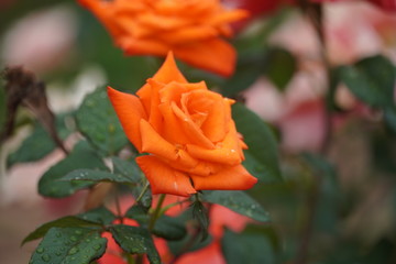 Beautiful closeup of rose flower with raindrops on it