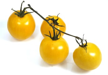 Yellow Tomatoes, solanum lycopersicum against White Background