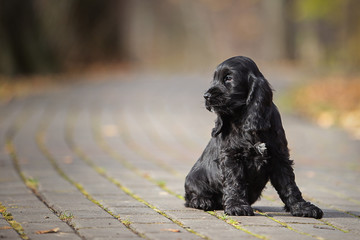 portrait of a little black cocker spaniel puppy in autumn park