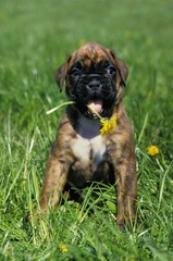 Boxer Dog, Pup with Dandelion in its Mouth