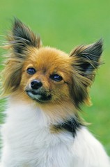 Papillon Dog or Continental Toy Spaniel, Portrait of Dog