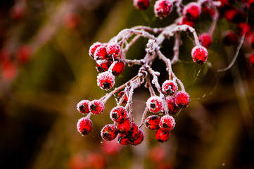 Frosty Red berries