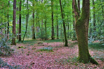 Obraz premium foret française