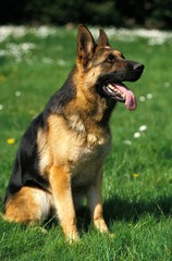 German shepherd Dog standing on Lawn, with Tongue out