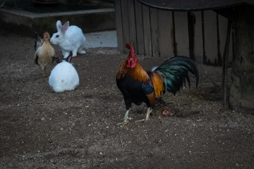 Rooster at a petting zoo