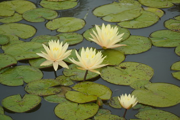 Water lily flower in a botanical garden