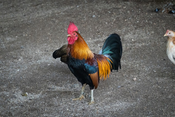 Rooster at a petting zoo