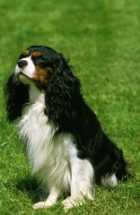 Cavalier King Charles Spaniel sitting on Grass