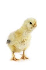 Chick against White Background