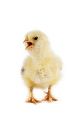 Fototapeta premium Chick calling against White Background