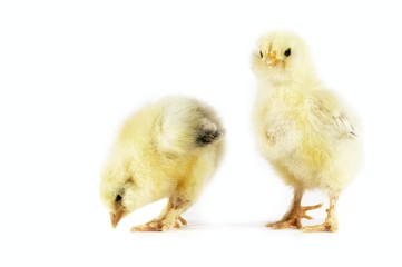 Chicks against White Background