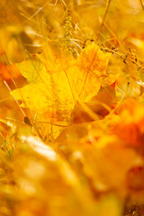 Autumn season leafs. Fallen maple leaves in the forest. Golden maple leaf on blurred yellow background. Autumn concept