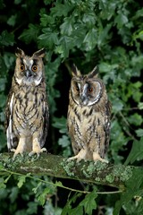 Long-Eared Owl, asio otus, standing on Branch, Normandy