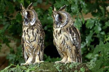 Long-Eared Owl, asio otus, standing on Branch, Normandy
