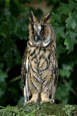 Long-Eared Owl, asio otus, standing on Branch, Normandy